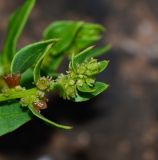 Patellifolia procumbens