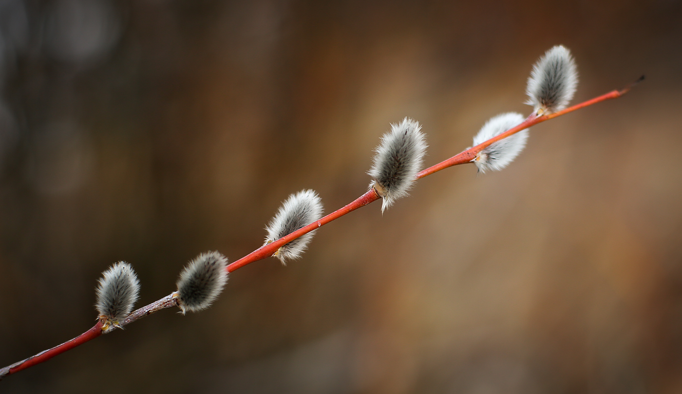 Image of Salix acutifolia specimen.