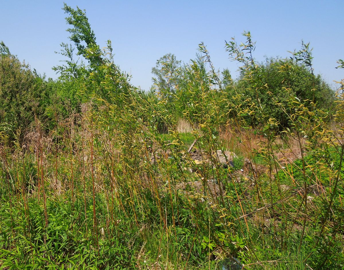 Image of Salix triandra specimen.