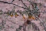 genus Caragana. Ветви цветущего растения с прошлогодними плодами. Кыргызстан, Иссык-Кульская обл., Джети-Огузский р-н, Тамгинский аильный округ, южное побережье озера Иссык-Куль, степь. 30.08.2012.