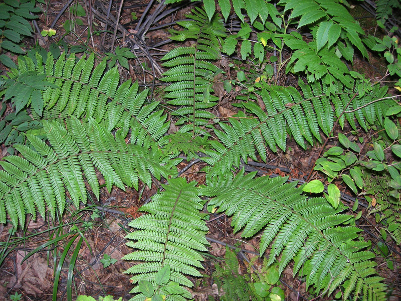 Изображение особи Dryopteris crassirhizoma.