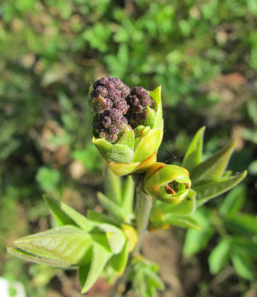 Изображение особи Syringa vulgaris.