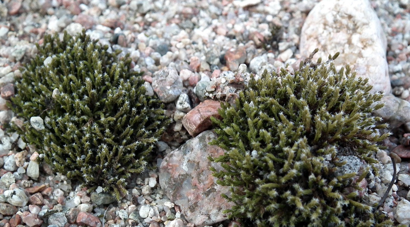 Image of genus Racomitrium specimen.