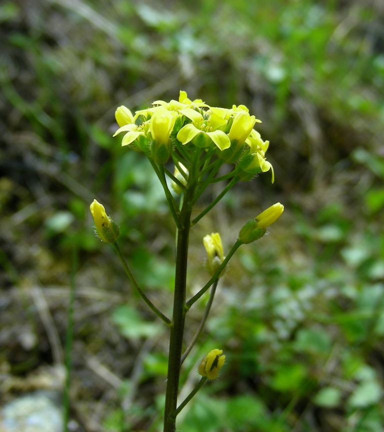 Image of Draba stenocarpa specimen.