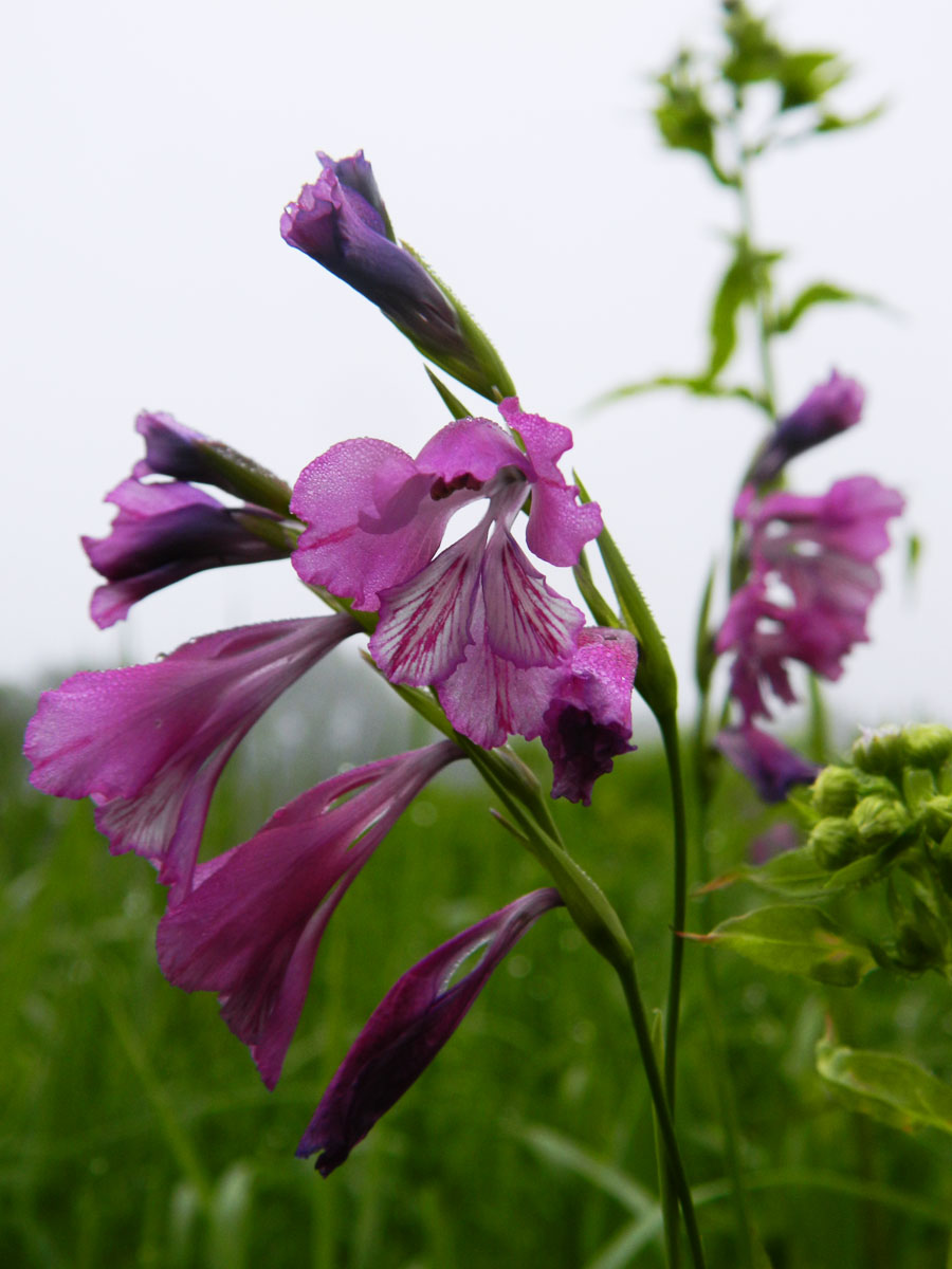 Image of Gladiolus tenuis specimen.