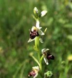 Ophrys oestrifera