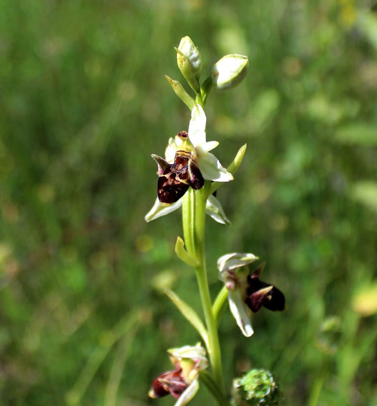 Изображение особи Ophrys oestrifera.