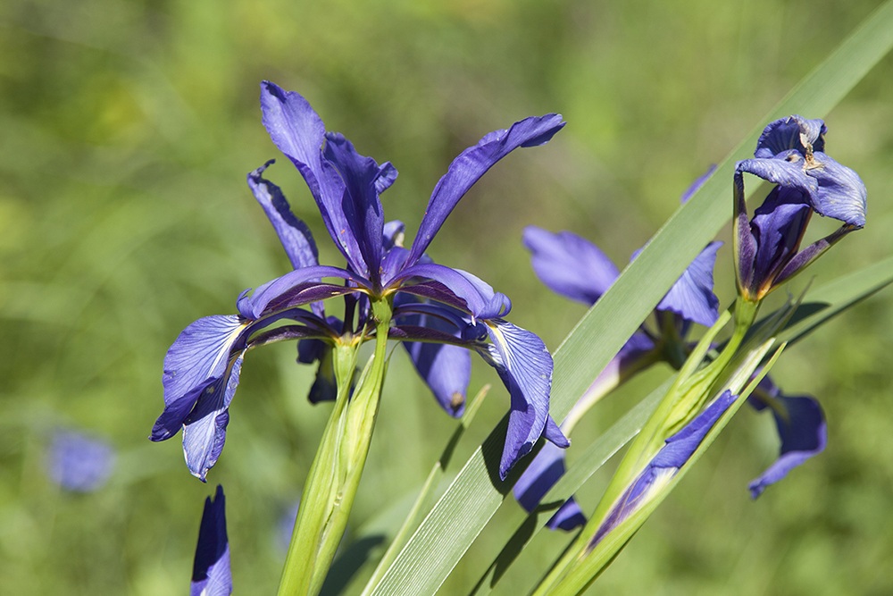 Изображение особи Iris notha.