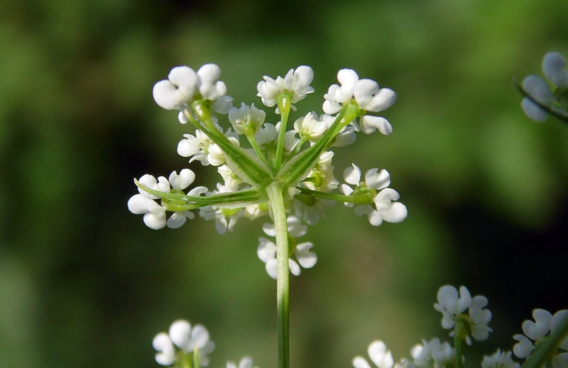 Image of Chaerophyllum bulbosum specimen.