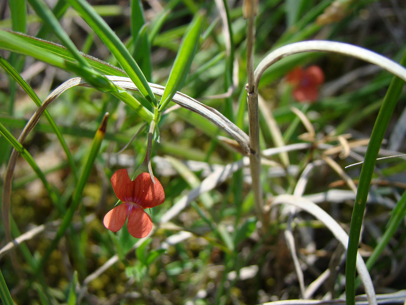 Изображение особи род Lathyrus.