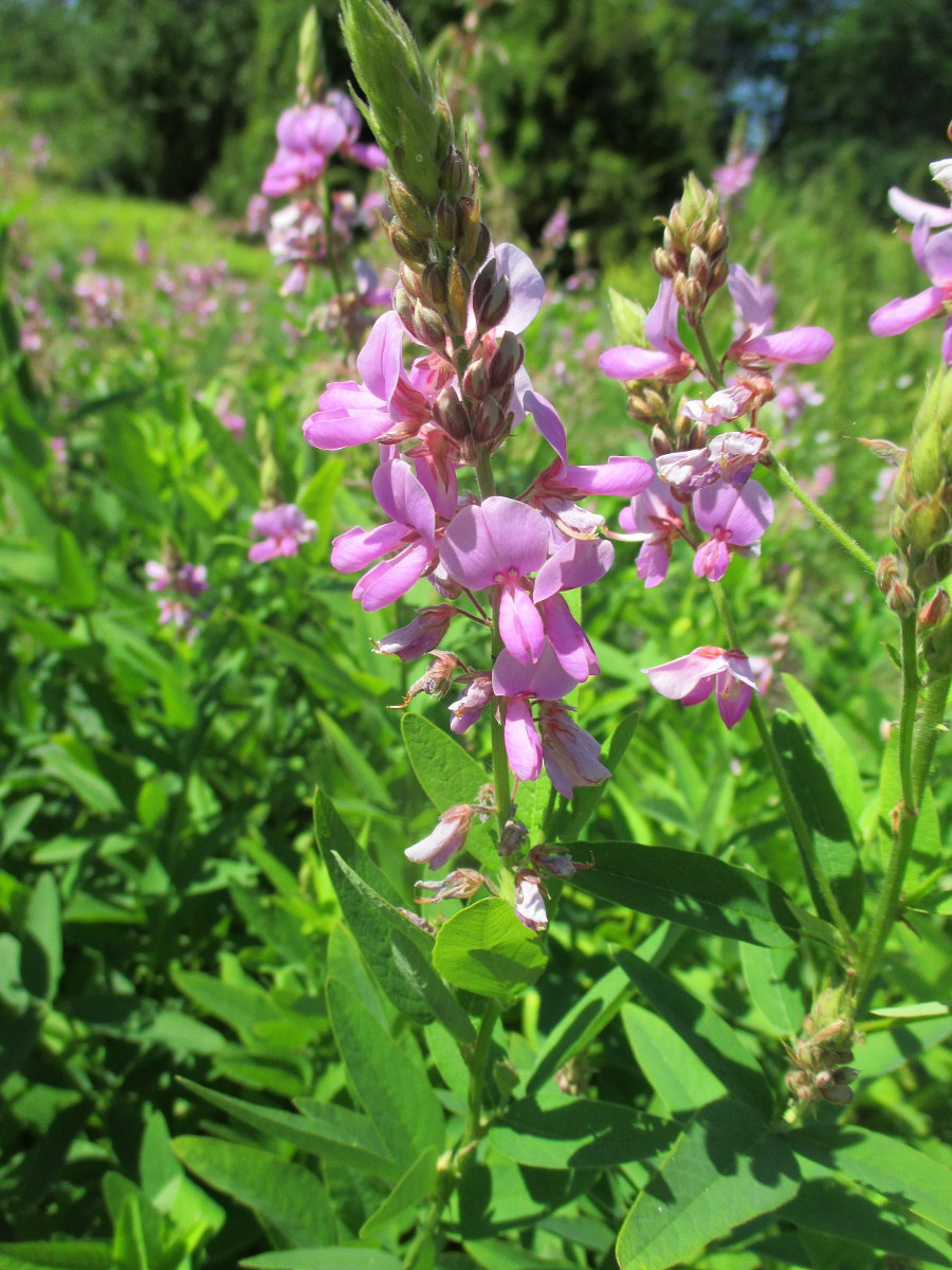 Изображение особи Desmodium canadense.