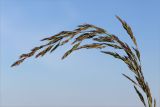 Calamagrostis meinshausenii