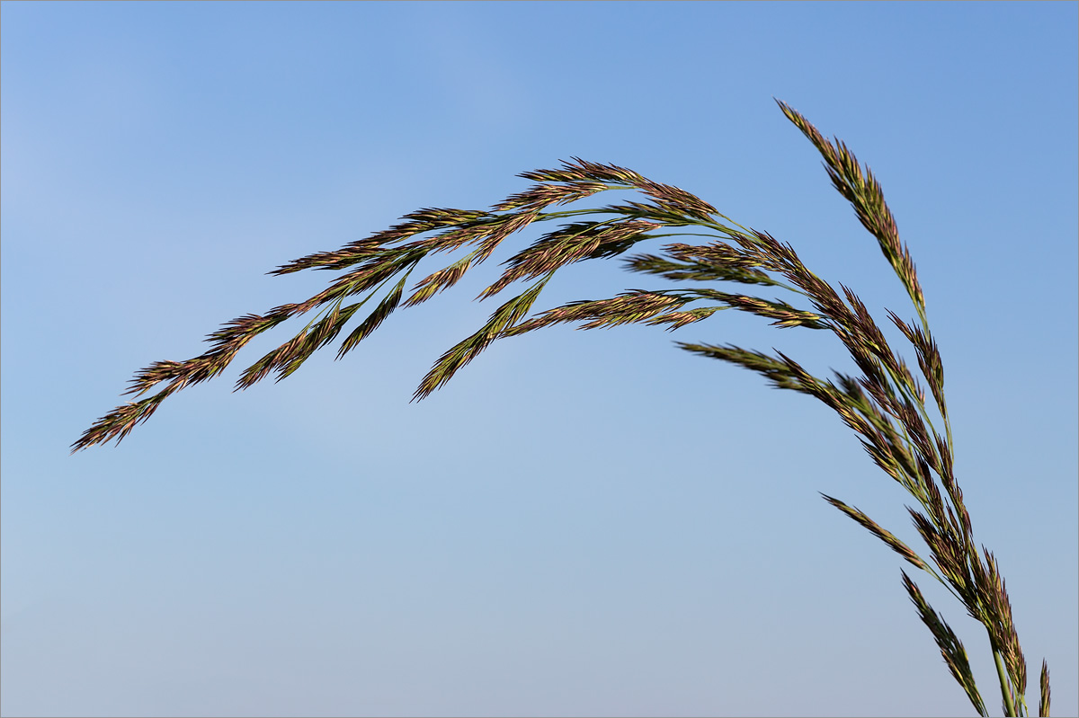 Изображение особи Calamagrostis meinshausenii.