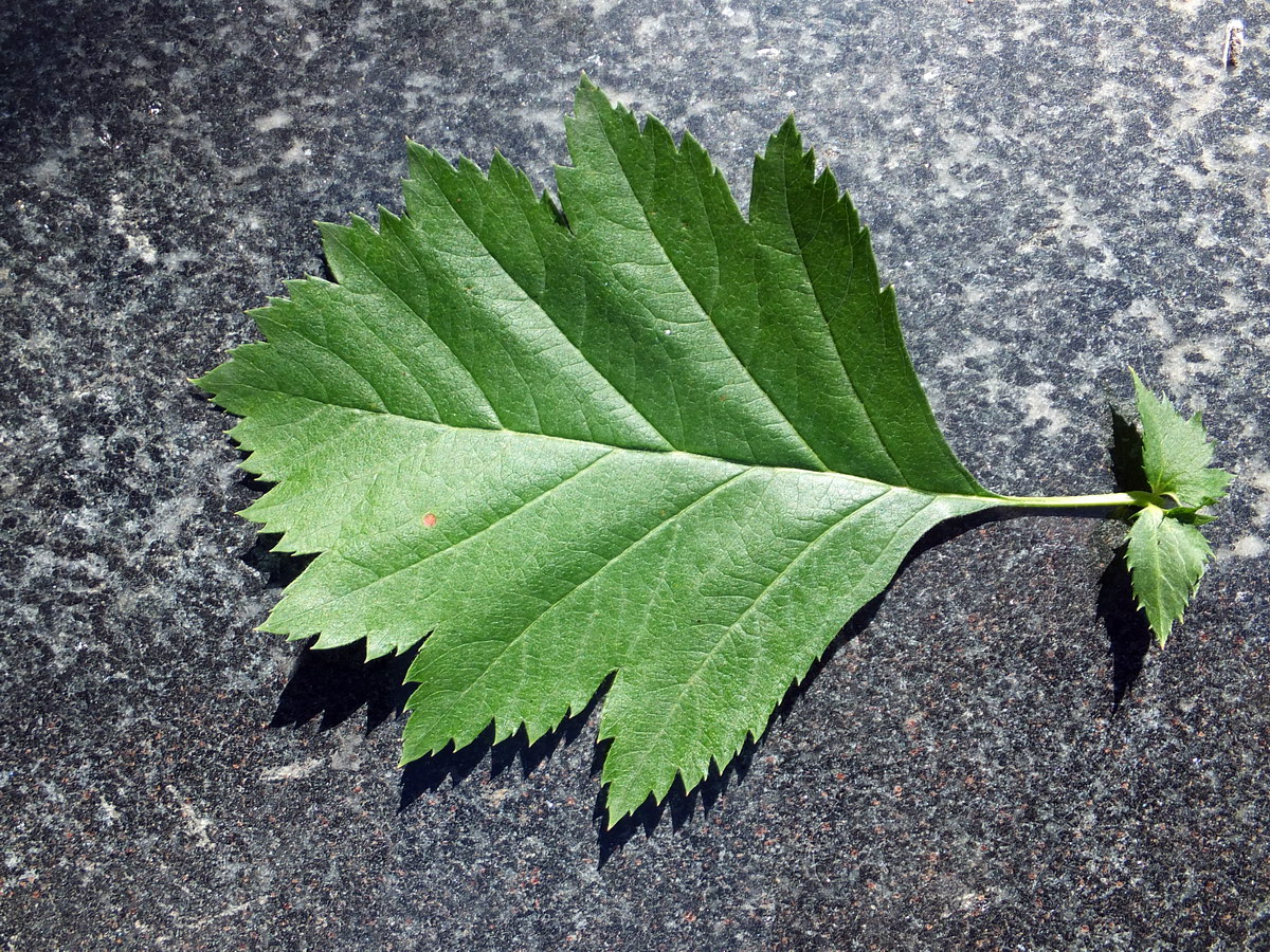 Image of genus Crataegus specimen.