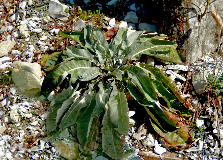 Изображение особи Verbascum gnaphalodes.