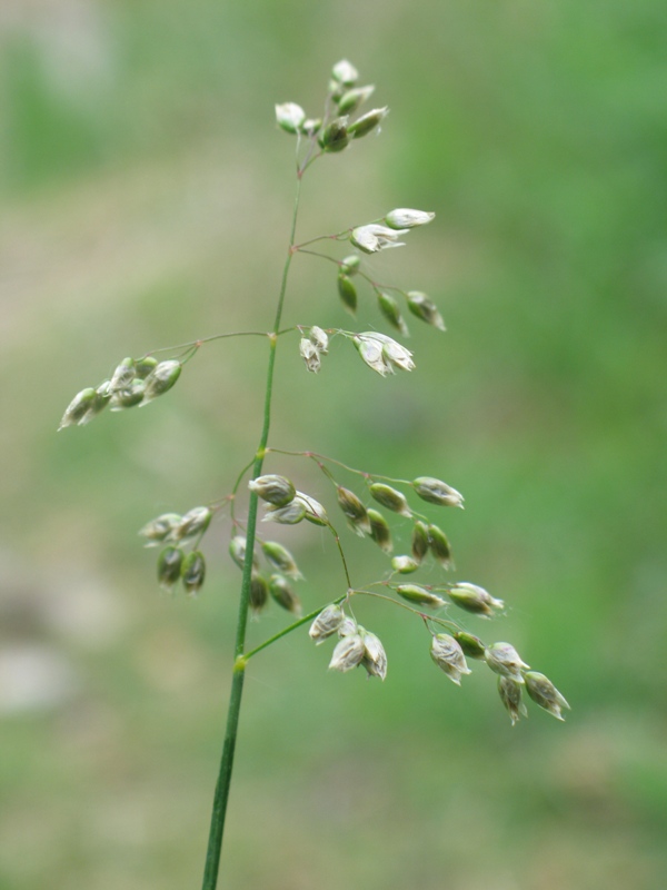 Image of Hierochloe arctica specimen.