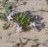 Matthiola fruticulosa var. bolleana