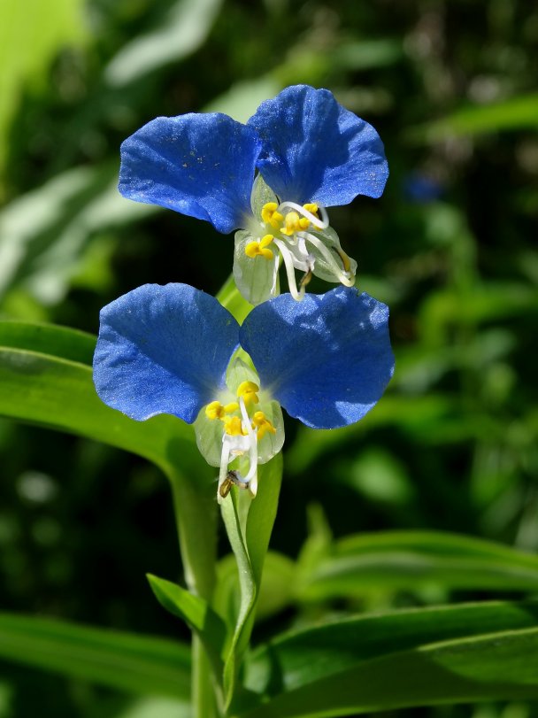 Изображение особи Commelina communis.