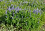 Lupinus nootkatensis. Цветущие растения. Исландия, национальный парк Ватнайокюдль (северная часть), долина р. Йокюльсау-ау-Фьёдлюм, склон холма у дороги. 05.08.2016.