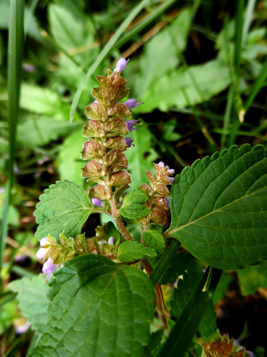 Image of Elsholtzia ciliata specimen.