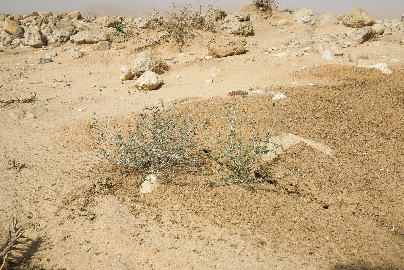 Image of Helianthemum lippii specimen.