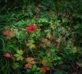 Geranium bohemicum. Плодоносящее растение с осенней окраской листьев. Пермский край, Оханский р-н, Тулумбаихинское сельское поселение, Кунчурихинский бор, обочина лесной дороги. 17.09.2016.