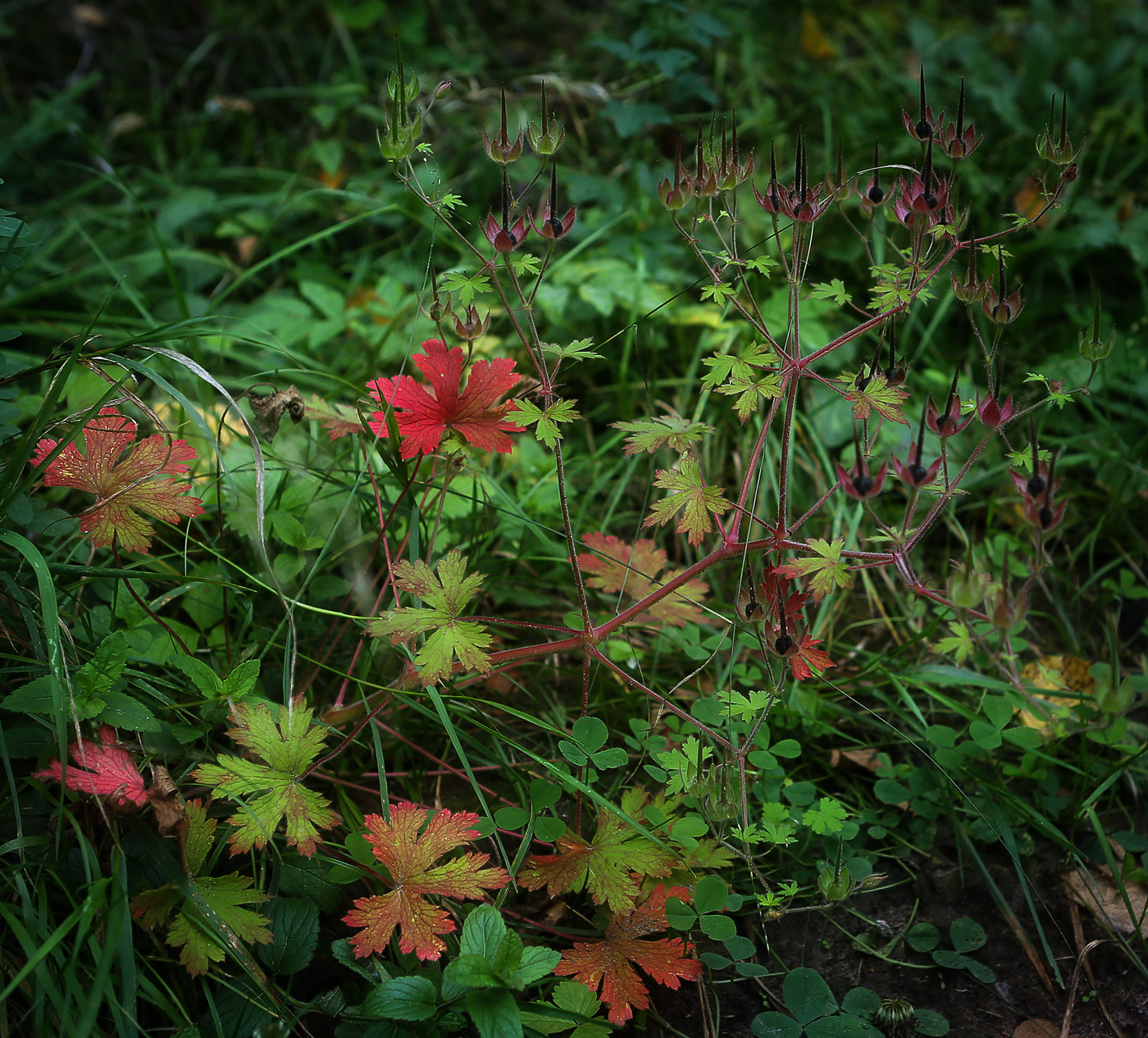 Image of Geranium bohemicum specimen.