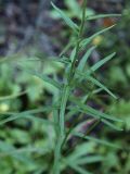 Hieracium umbellatum