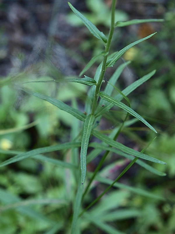 Image of Hieracium umbellatum specimen.