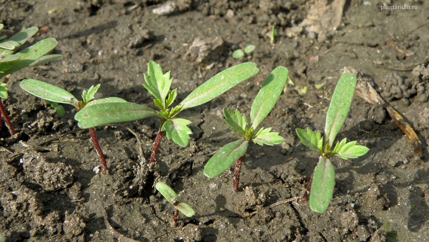 Image of Tagetes patula specimen.