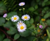 Erigeron annuus. Верхушка цветущего растения. Краснодарский край, Адлерский р-н, окр. пос. Красная Поляна, гора Аибга, водопад Поликаря, опушка леса, ≈ 1500 м н.у.м. 19.09.2016.