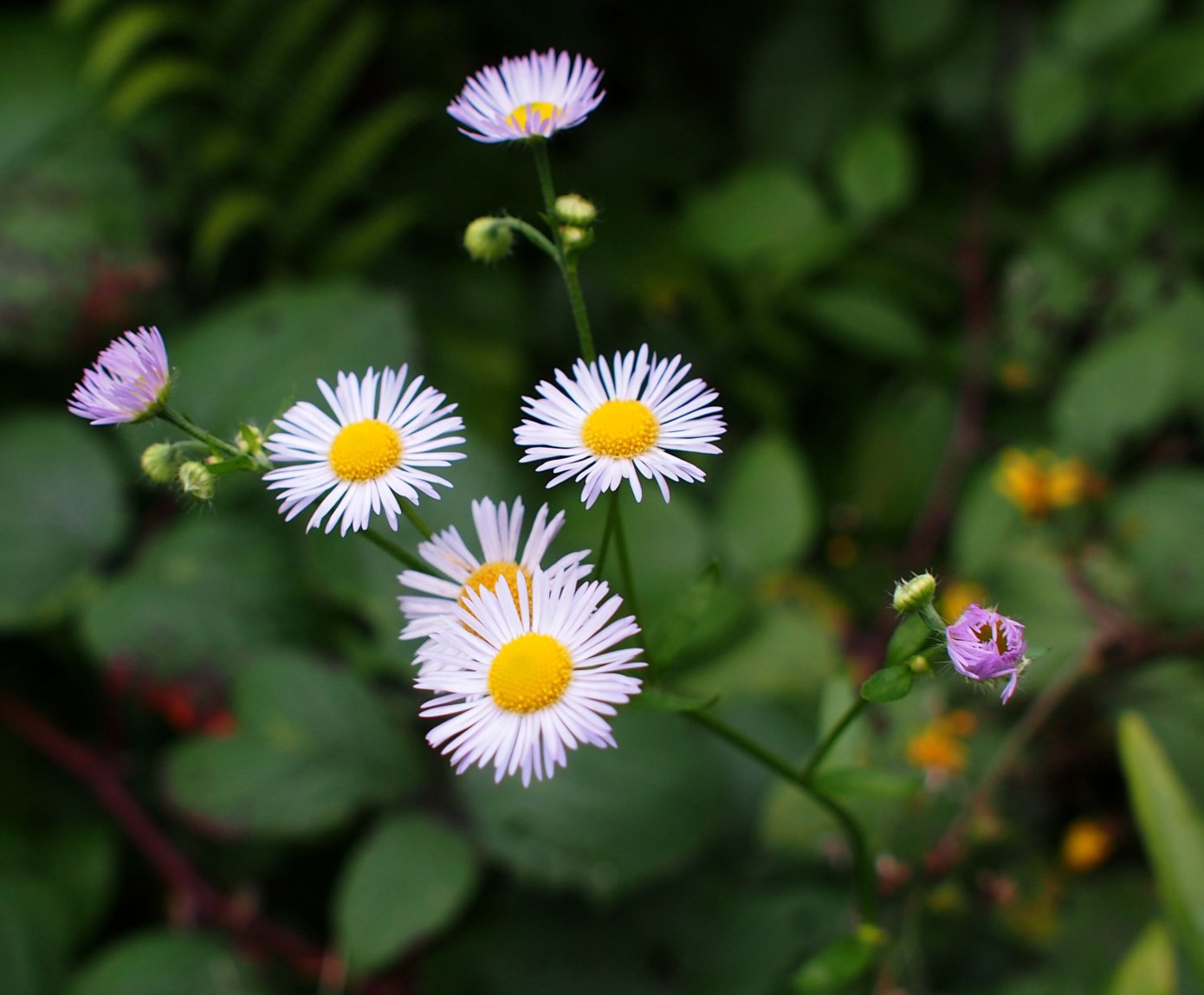 Изображение особи Erigeron annuus.