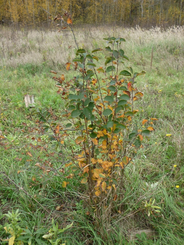 Изображение особи род Amelanchier.