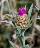 Centaurea подвид substituta