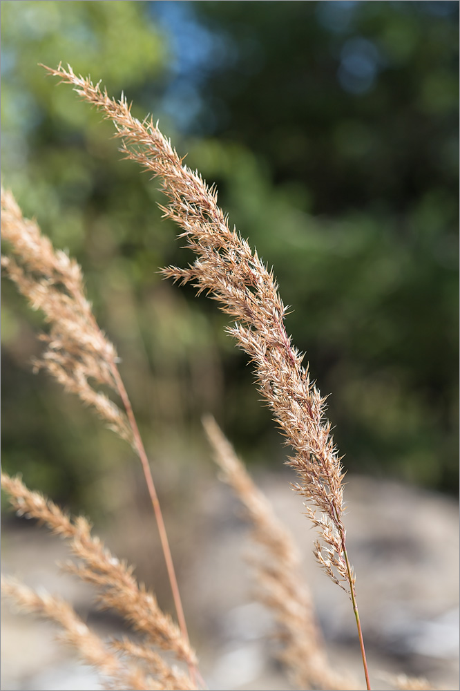 Изображение особи род Calamagrostis.