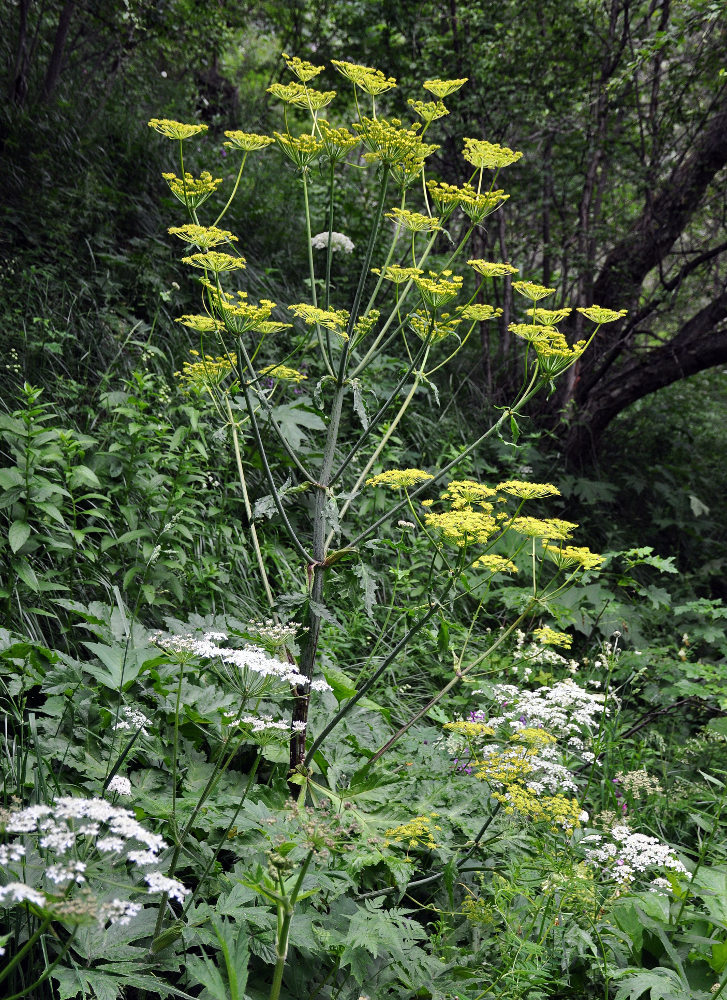 Image of familia Apiaceae specimen.