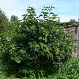 Viburnum opulus