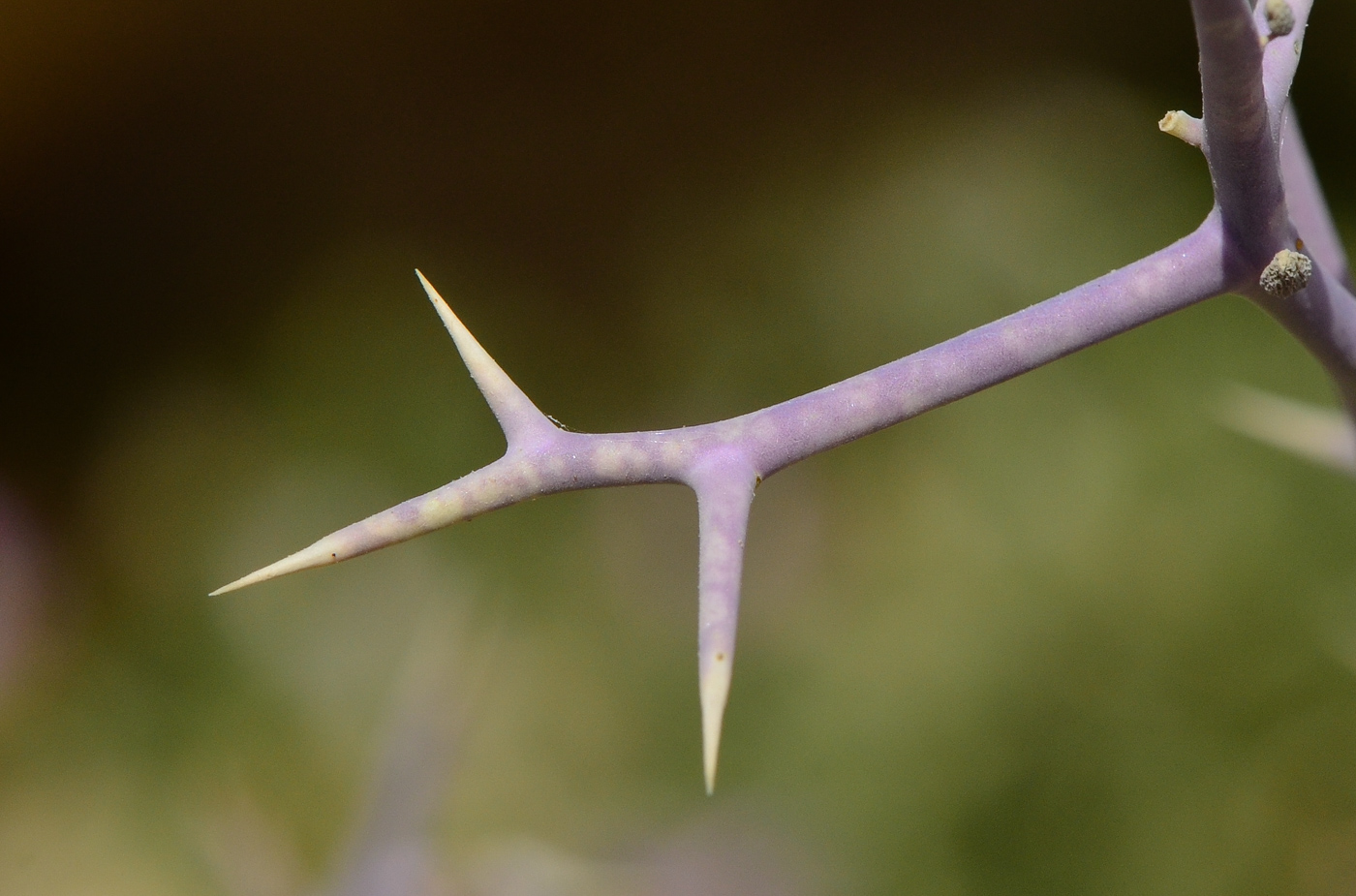 Image of Zilla spinosa specimen.