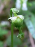 Moneses uniflora. Завязь. Свердловская обл., окр. г. Североуральск, южная окраина Колонгинского водохранилища, обочина дороги в елово-лиственнично-сосновом лесу. 26.06.2016.