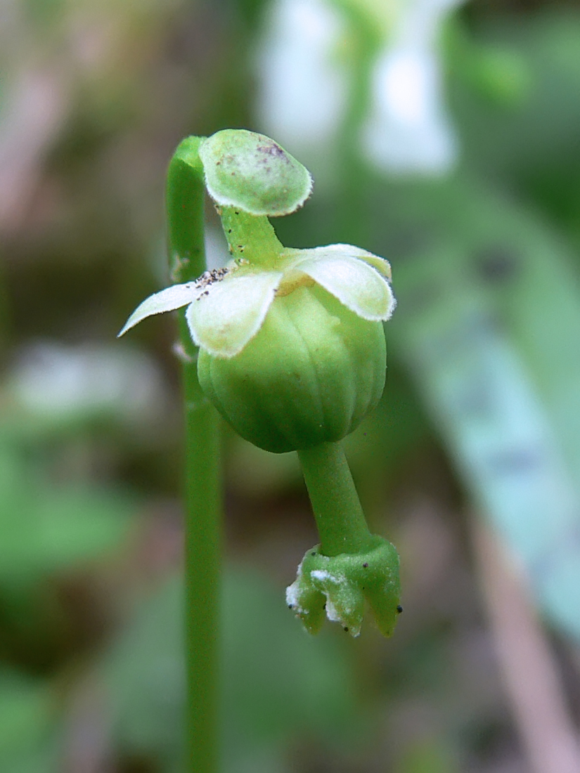 Image of Moneses uniflora specimen.