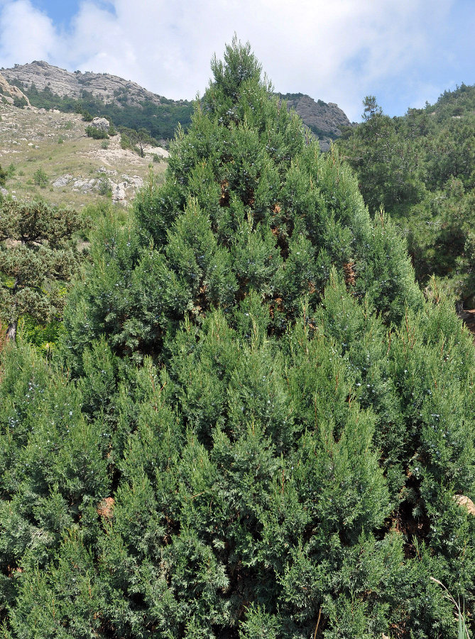 Image of Juniperus excelsa specimen.