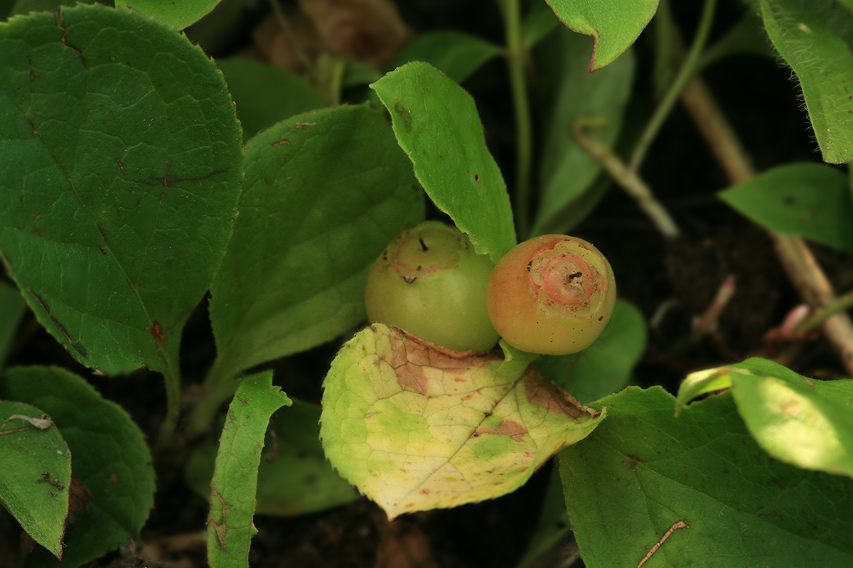 Image of Vaccinium praestans specimen.