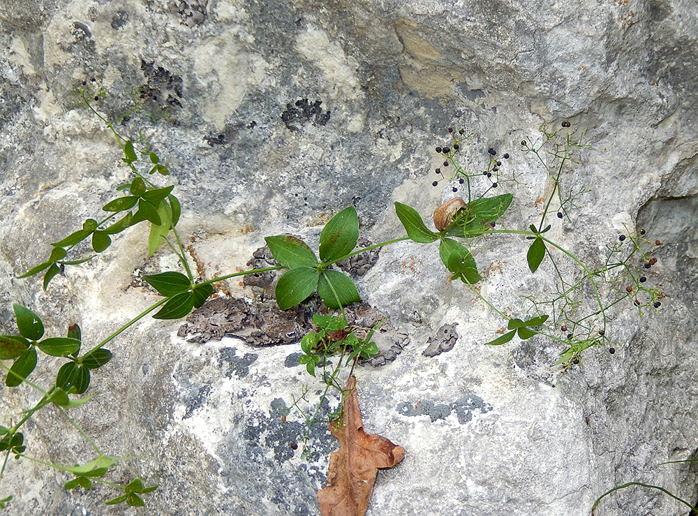 Изображение особи Galium valantioides.