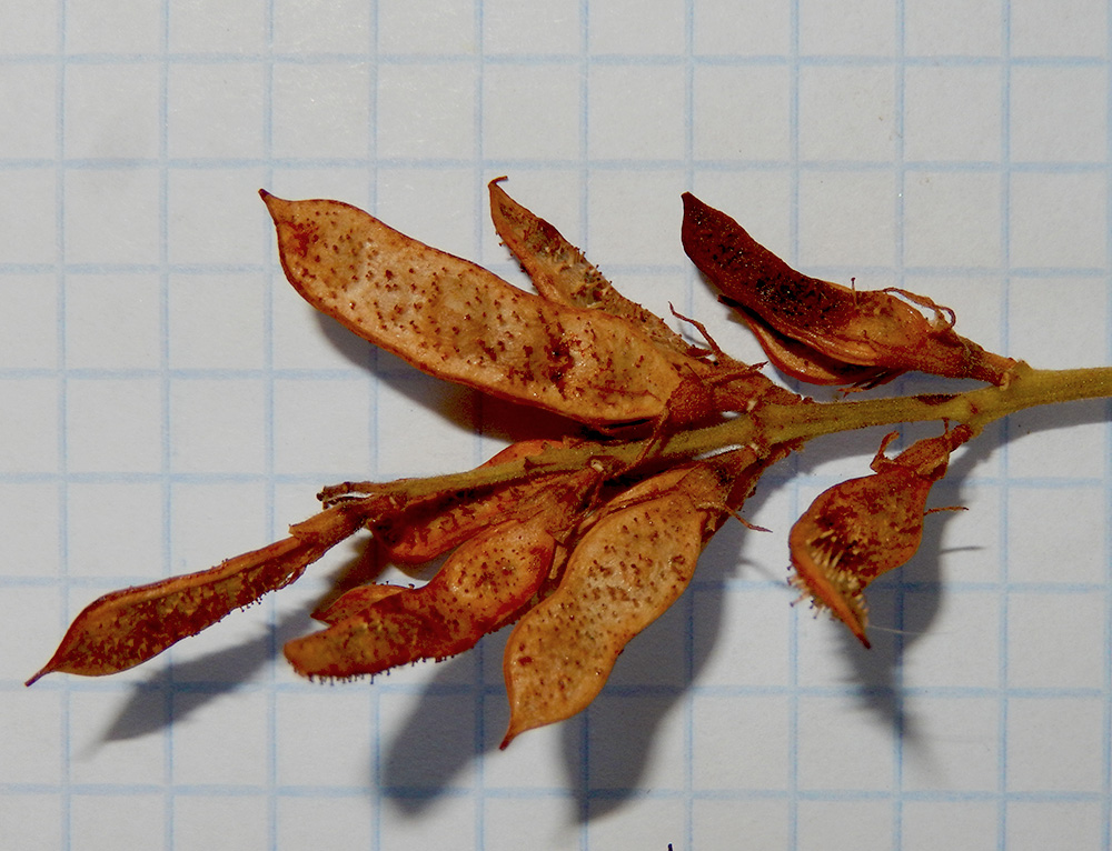 Image of Glycyrrhiza glandulifera specimen.