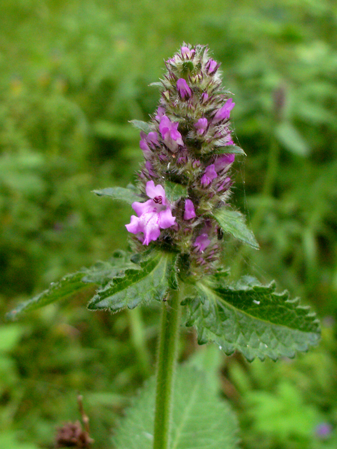 Изображение особи Betonica officinalis.