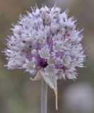 Allium staticiforme