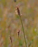 Kobresia ovczinnikovii