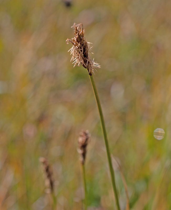 Image of Kobresia ovczinnikovii specimen.