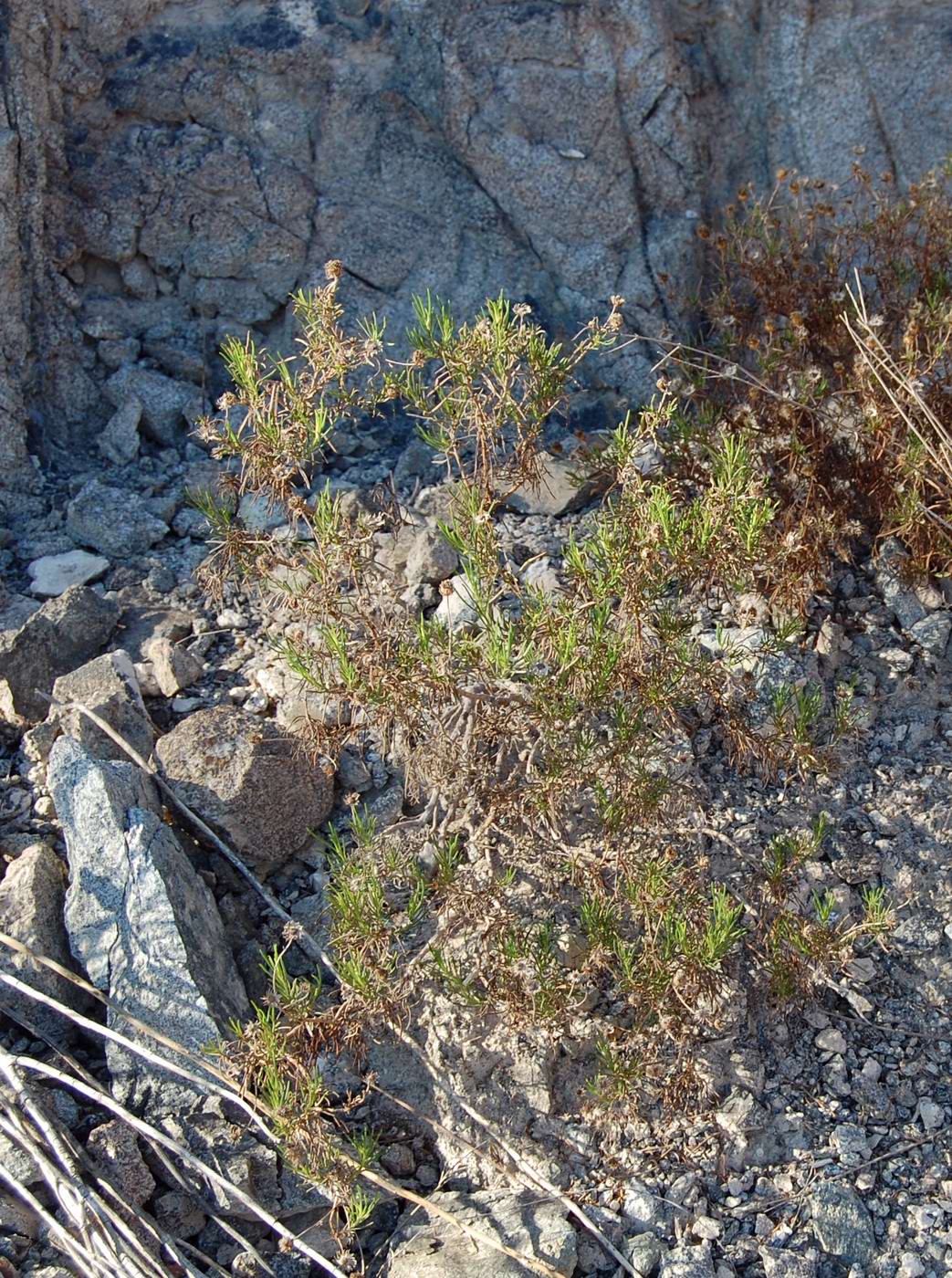 Изображение особи семейство Asteraceae.