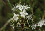 Ledum palustre. Соцветие. Амурская обл., Магдагачинский р-н, окр. пос. Магдагачи, смешанный лес вдоль берега водохранилища (р. Горчаки). 29.06.2016.